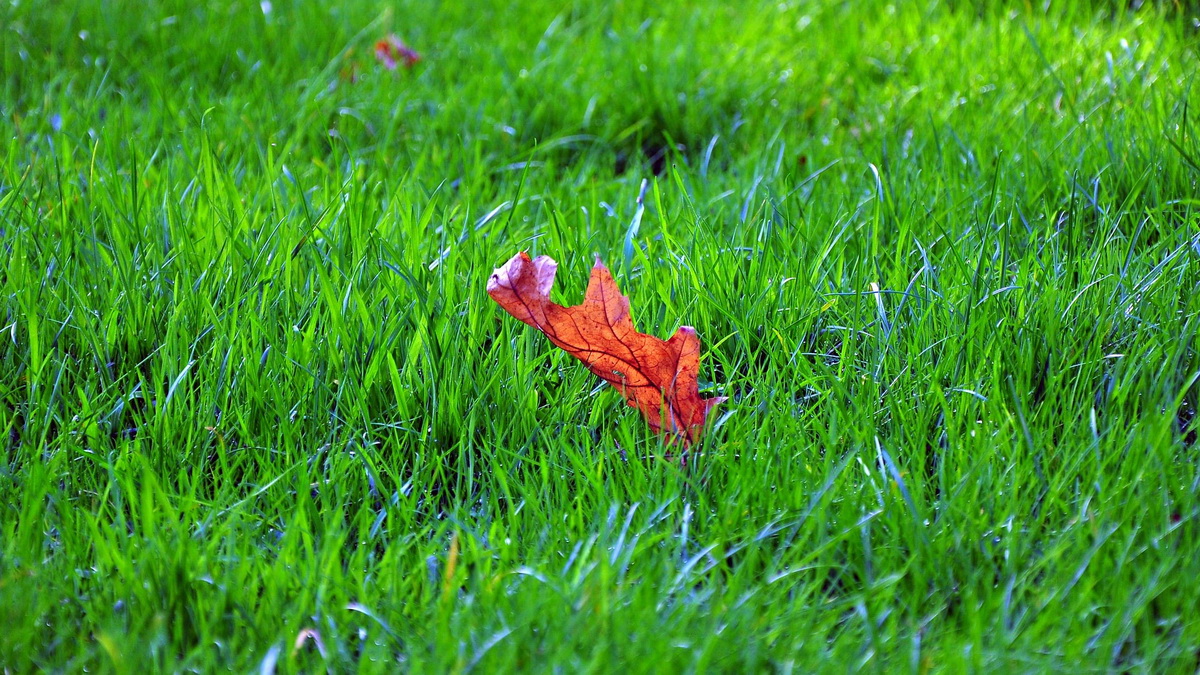 /article/posts/fall-lawn-care-tips